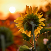 close-up photography of yellow sunflower