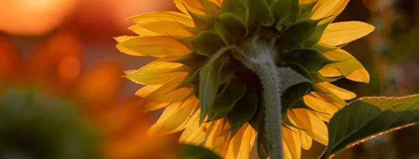 close-up photography of yellow sunflower